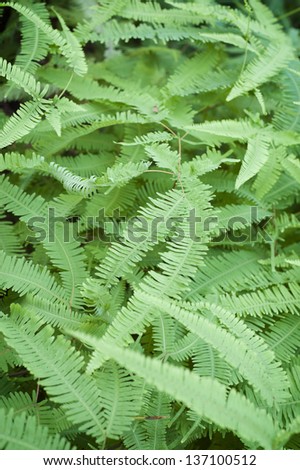 An image full of green fern fronds.
