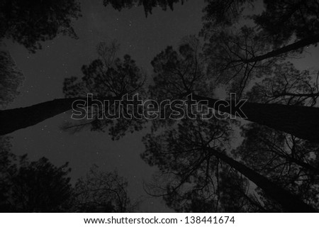 Looking up through the tall trees at the starry night sky.