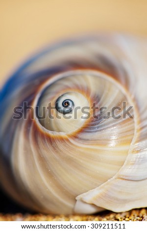 Close up of the spiral on a patterned, white sea shell.