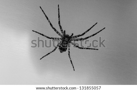 Small spider sitting on the matte scratched surface