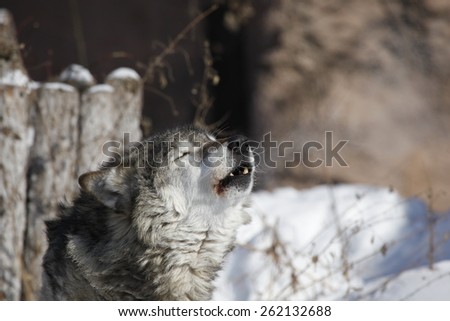 The wolf howls from the cold in winter at the zoo