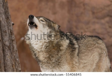 The wolf howls in a wood from a cold