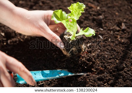 Planting lettuce in the vegetable bed