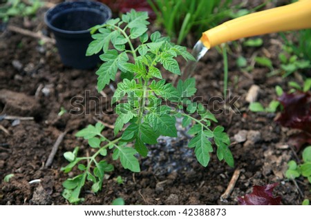 Planting tomatoes series