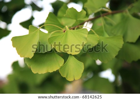 Ginkgo Biloba tree and leaves