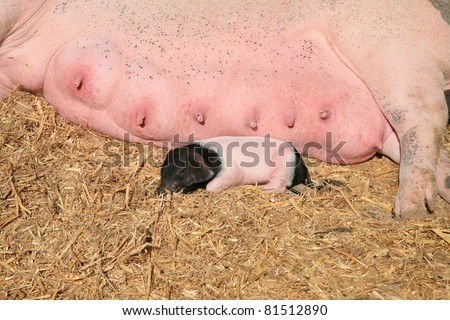 Mother pig and piglet sleeping