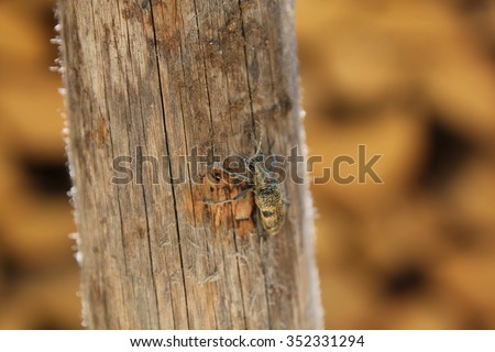 Longhorn beetle on wooden post / A black-spotted pliers support beetle sitting on a wooden post blending in with its surroundings.