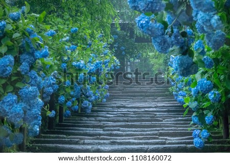 Beautiful blue hydrangea (macrophylla) along the approach at Meigetsuin Temple in Kamakura in Japan on a rainy day