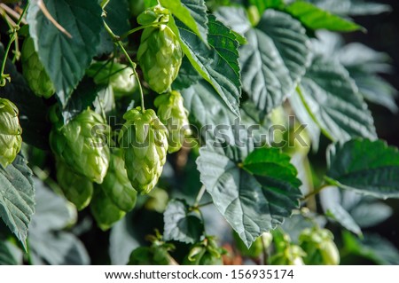 Hop plant (Humulus Lupulus) with hops flowers