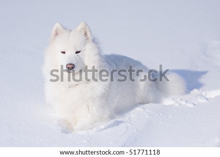 husky puppies playing in snow. free husky puppy samoyed