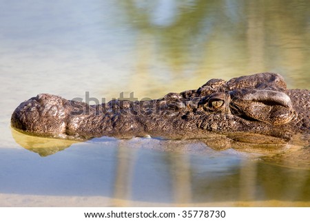 Half Submerged Crocodile View Of A Crocodile S Half Submerged In Water Stock