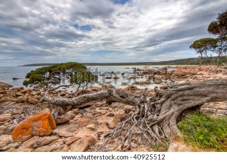 View of a fallen tree lying in a rocky bay. Image taken at Bunker Bay, Western Australia. High dynamic range (HDR) image.