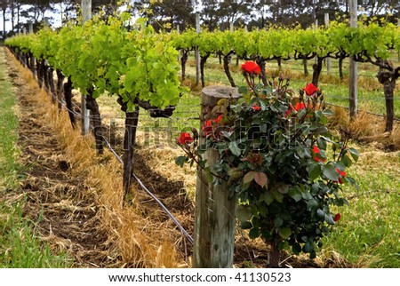 rose bush vines