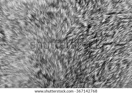 grey fur background closeup/ grey fur background closeup/ grey fur background closeup