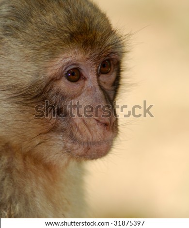 Sad looking little monkey