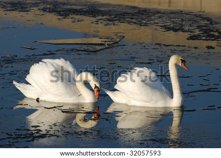 Two swans swimming together