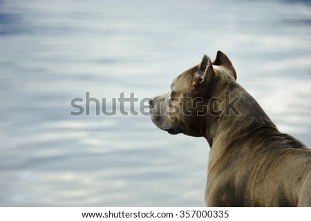 American Pit Bull Terrier looking over the water