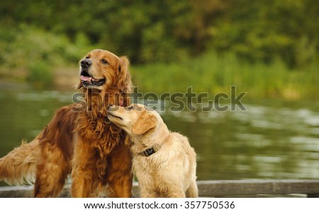 A Golden Retriever puppy snuggling up to an older Golden Retriever by the water