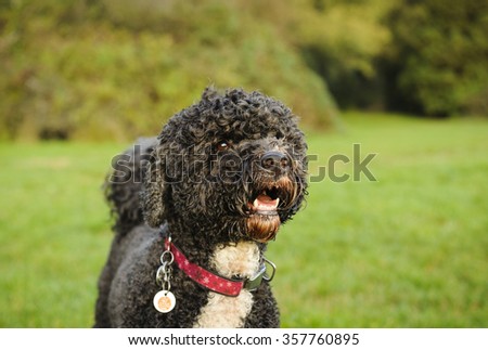 Portuguese Water Dog at the park