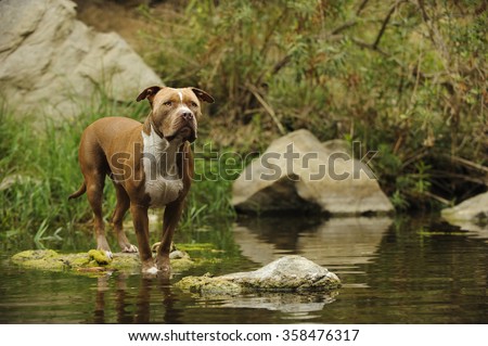 American Pit Bull Terrier standing out in nature by the water