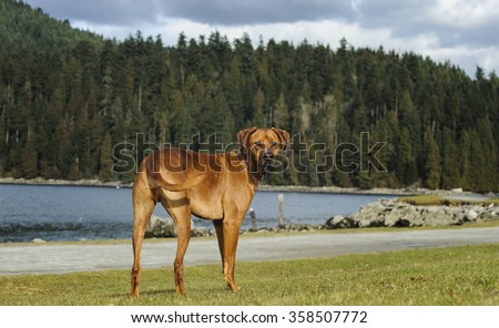 Rhodesian Ridgeback dog standing at the water front park with mountains