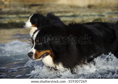 Two Bernese Mountain Dogs playing in the ocean surf