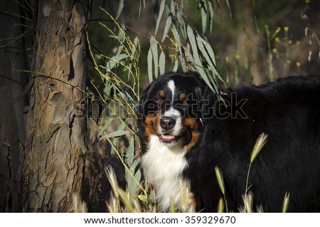 Bernese Mountain Dog in the brush