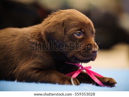 Labrador Retriever puppy with pink ribbon bow
