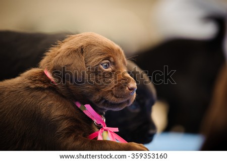 Labrador Retriever puppy with ribbon bow with the littermates