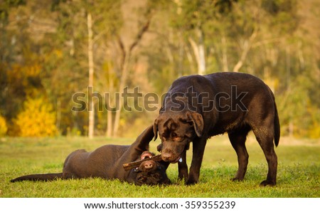 Two Chocolate Lab puppies playing in a field