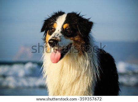 Australian Shepherd dog portrait against ocean waves