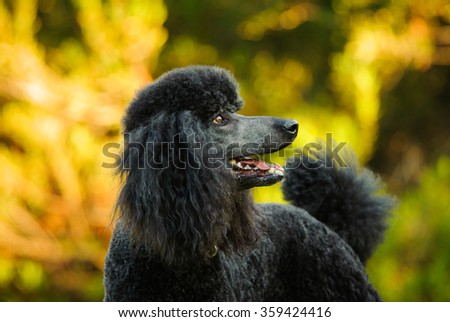 Standard Poodle standing at the park