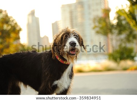 Large mixed breed dog with city buildings