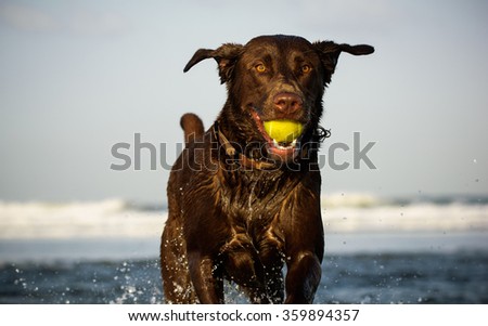 Chocolate Labrador Retriever running out of the ocean with tennis ball