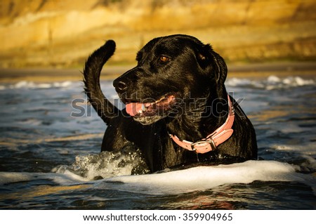 Black Labrador Retriever dog standing in the water with bluffs