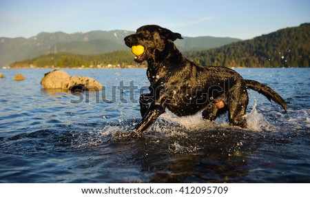 Black Labrador Retriever dog running through blue water carrying tennis ball