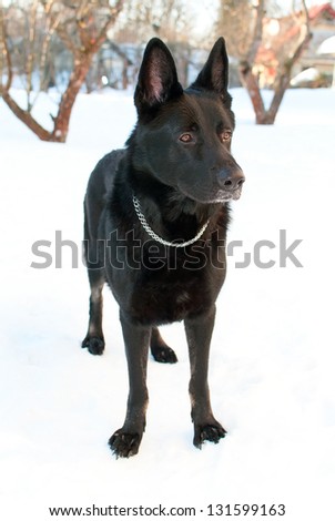 Black East-European shepherd standing in the snow