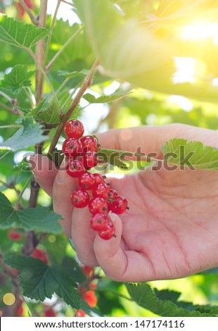 Female hand picking up redcurrant