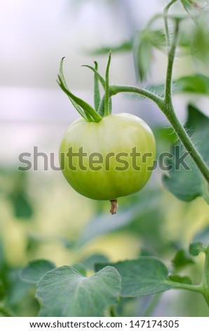 Green tomato close-up view on a branch