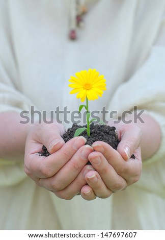 Female hands holding soil with yellow flower