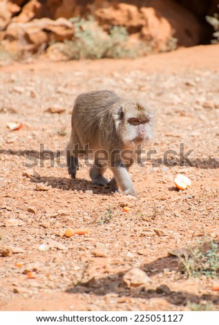 Monkey walking in national park.