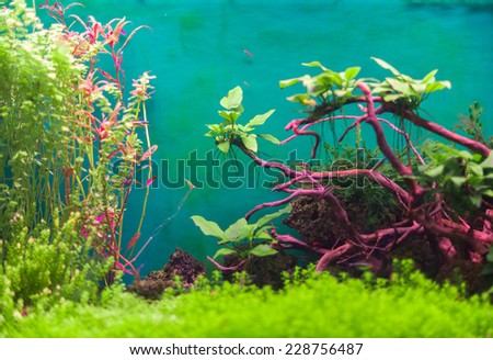 Freshwater green aquarium with plants and fishes.