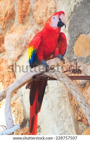 Parrot sitting on branch in national park.
