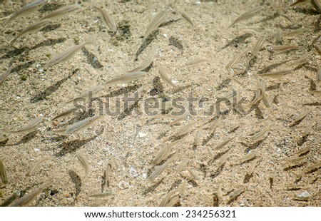 Plenty of small fishes in shallow water.