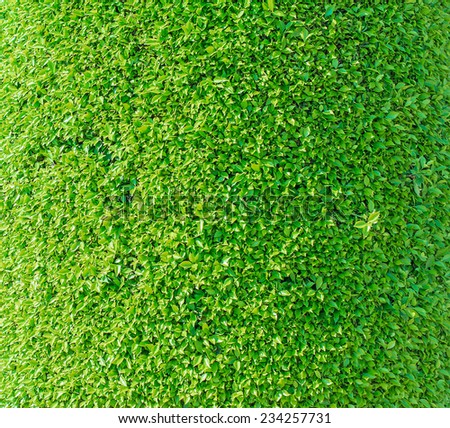 Close-up texture of green trimmed bush.