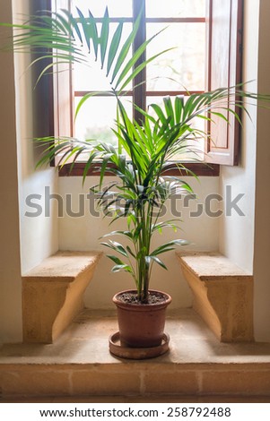 Palm tree stands in front of window.