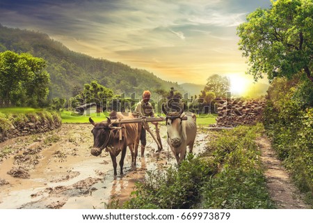 Indian farmer plowing rice fields with a pair of oxen using traditional plough at sunrise.