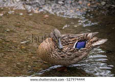 Close up of a Mallard Duck in a little creek. Ducks and Mallards.