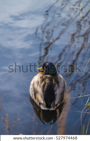 Close up of a Mallard Duck. Ducks and Mallards. Mallard Ducks at the Lake