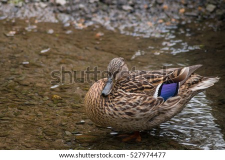 Close up of a Mallard Duck in a little creek. Ducks and Mallards.
